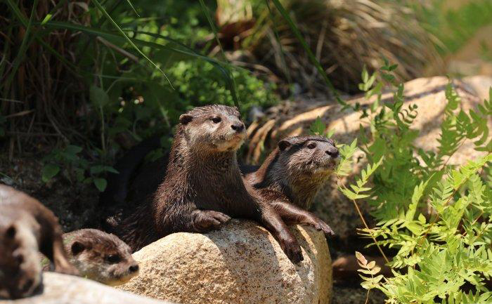 神戸どうぶつ王国