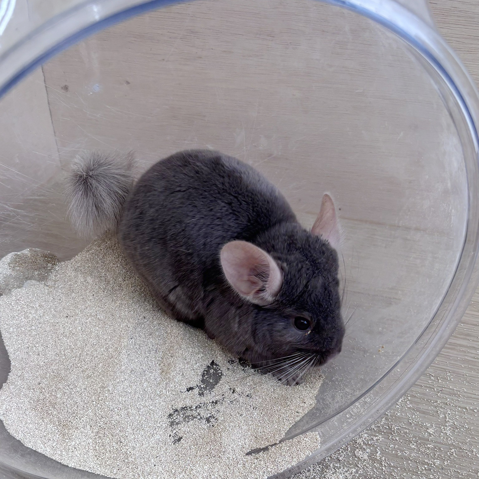 ふれあい動物園　nest.
