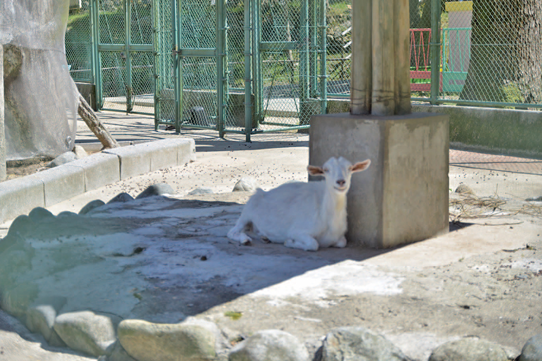 龍野公園動物園