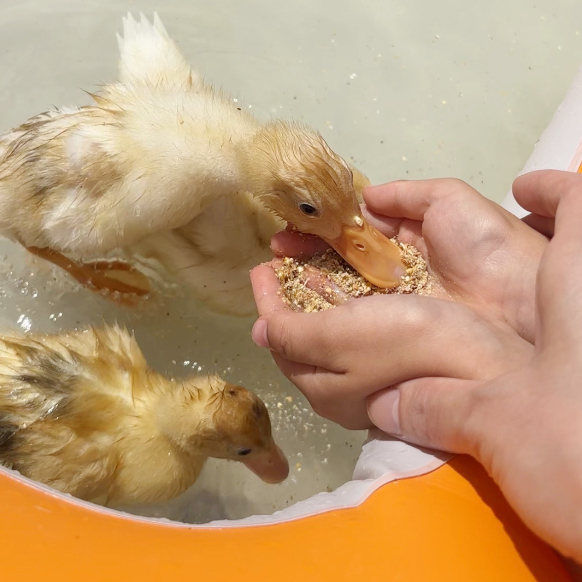 ふれあい動物園　nest.