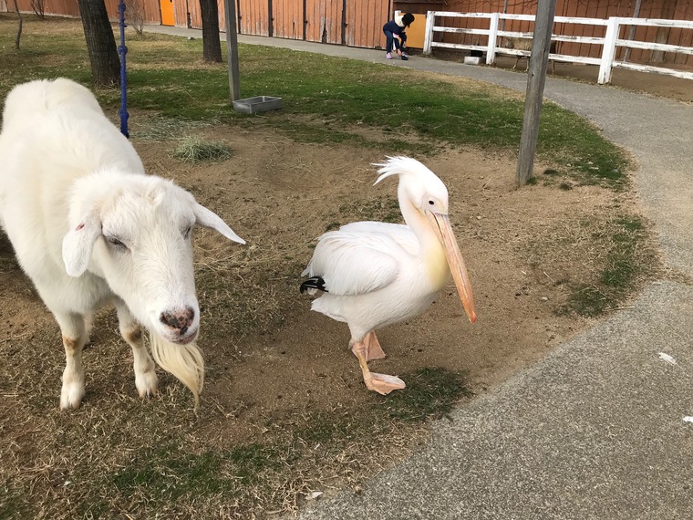 海が一望できる 赤穂海浜公園 遊園地がある 動物ふれあい村がある オートキャンプ場もあるんです 海が一望できる 赤穂海浜公園 遊園地がある 動物ふれあい村がある オートキャンプ場もあるんです