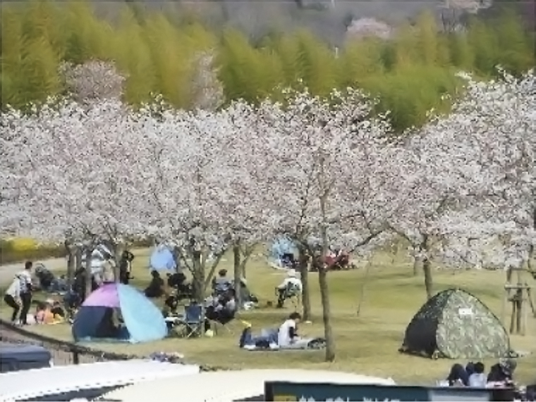 はりまの 遊具もあるお花見スポット 5選 家族みんなで桜の名所を満喫 クルールはりま おでかけ