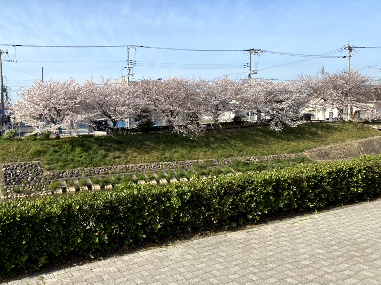 お花見 花 adidas ZX 8000 “Hanami” Pack Celebrates Japan and Germany's