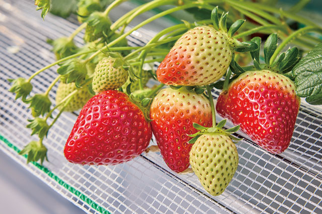 果樹花ふぁーむ