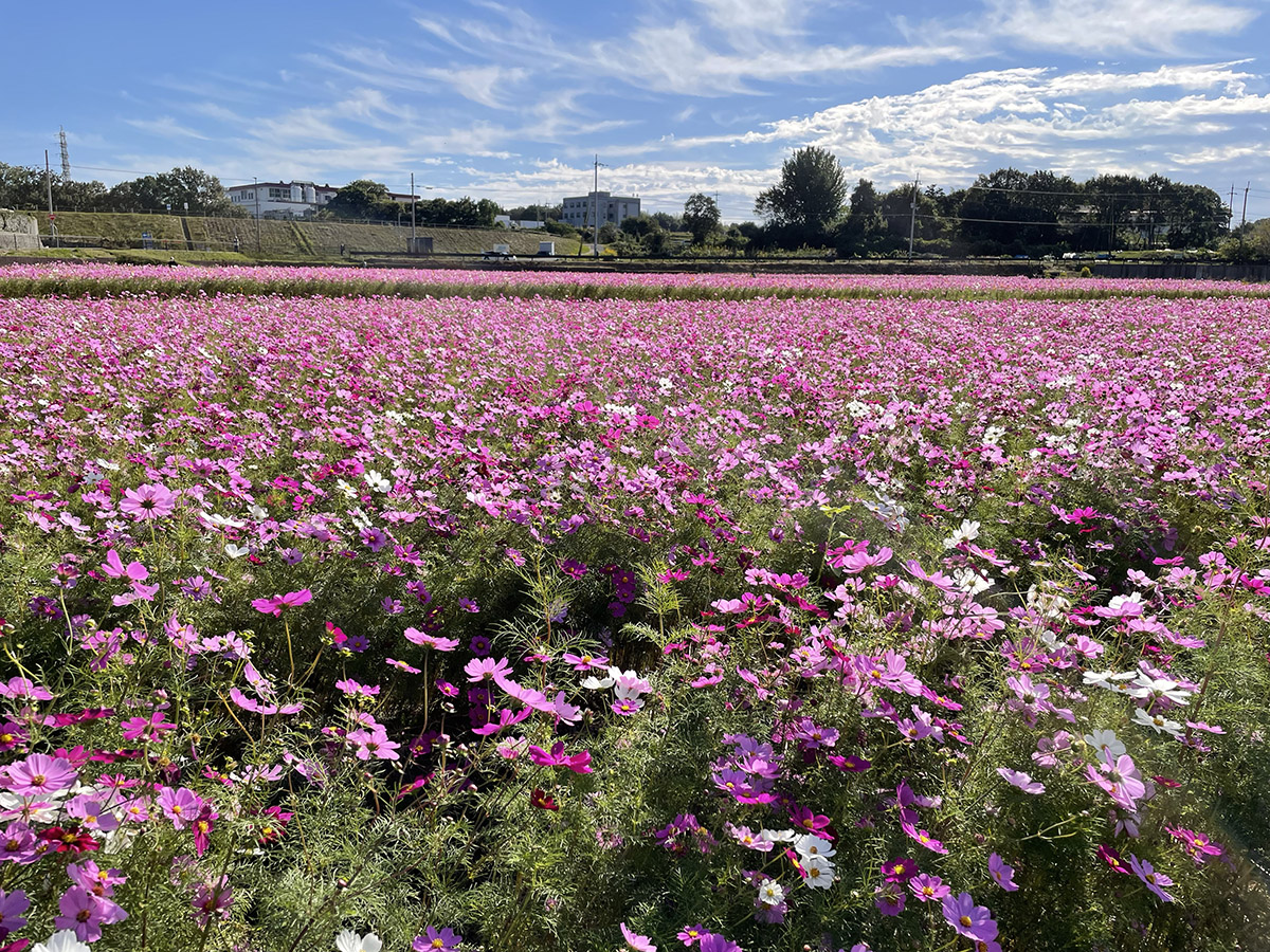 ひまわりの丘公園