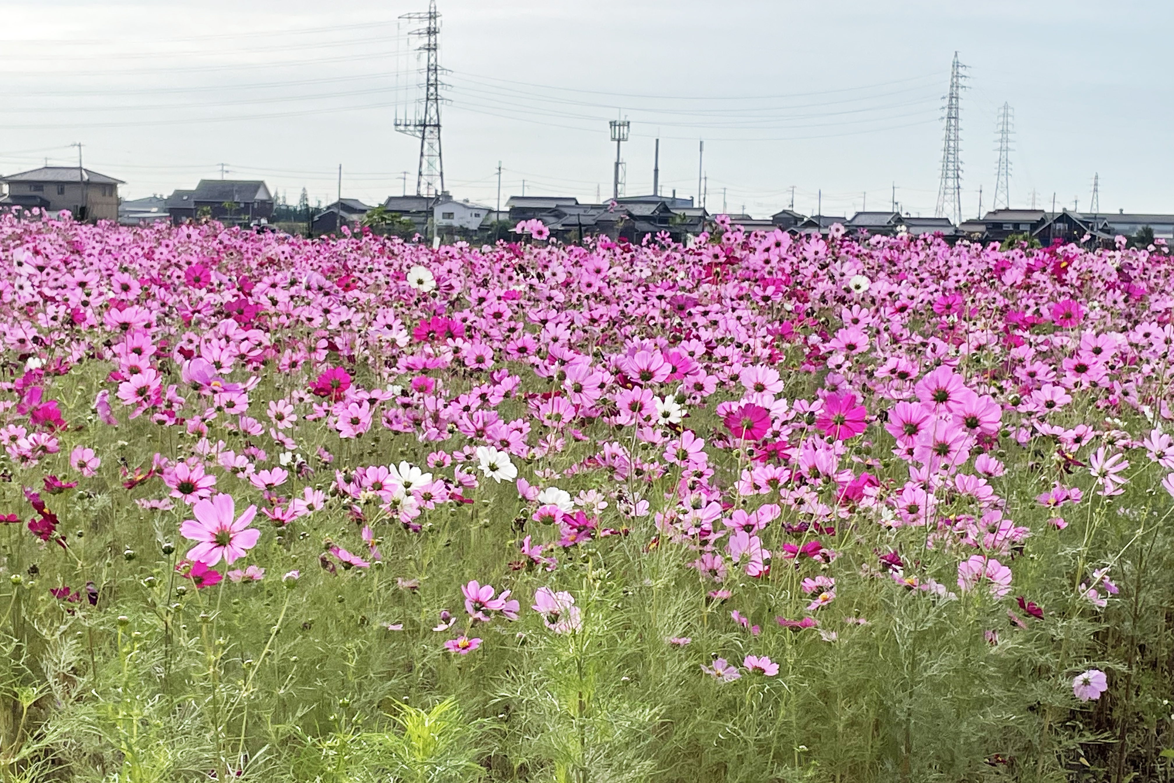 天満大池公園