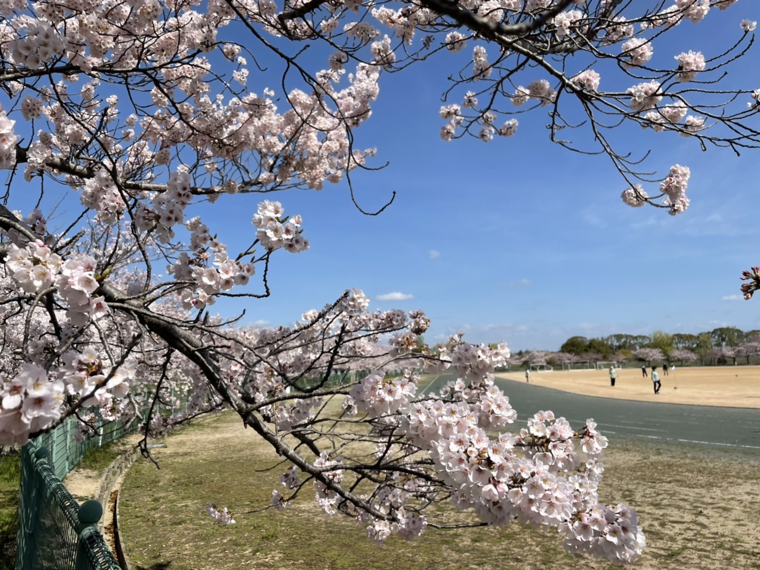 稲美町・播磨町】お花見に行こう♪地元のママが選んだ桜の綺麗な
