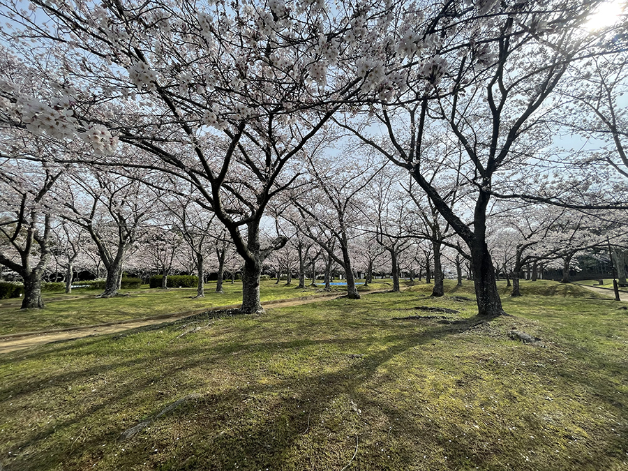 さくらの森公園