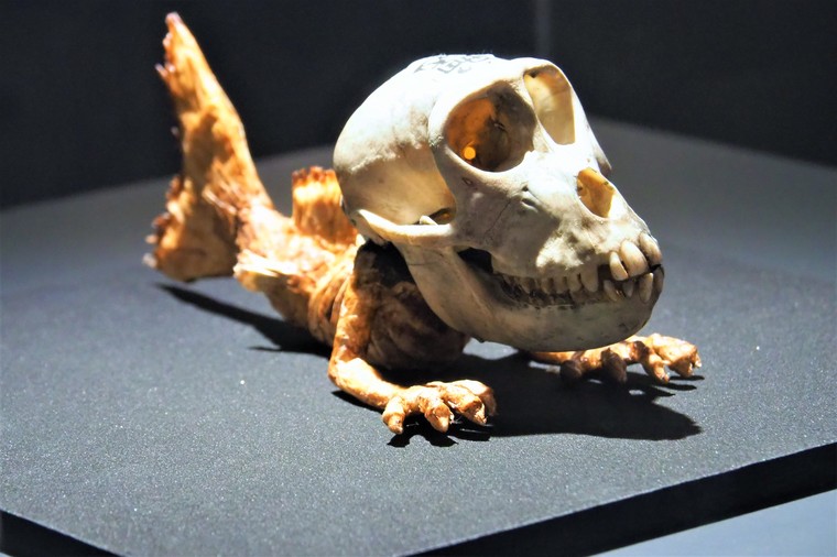 3 19まで臨時休館 5月10日 日 Umaとへんてこ生物 がおもしろい 姫路市立水族館の企画展