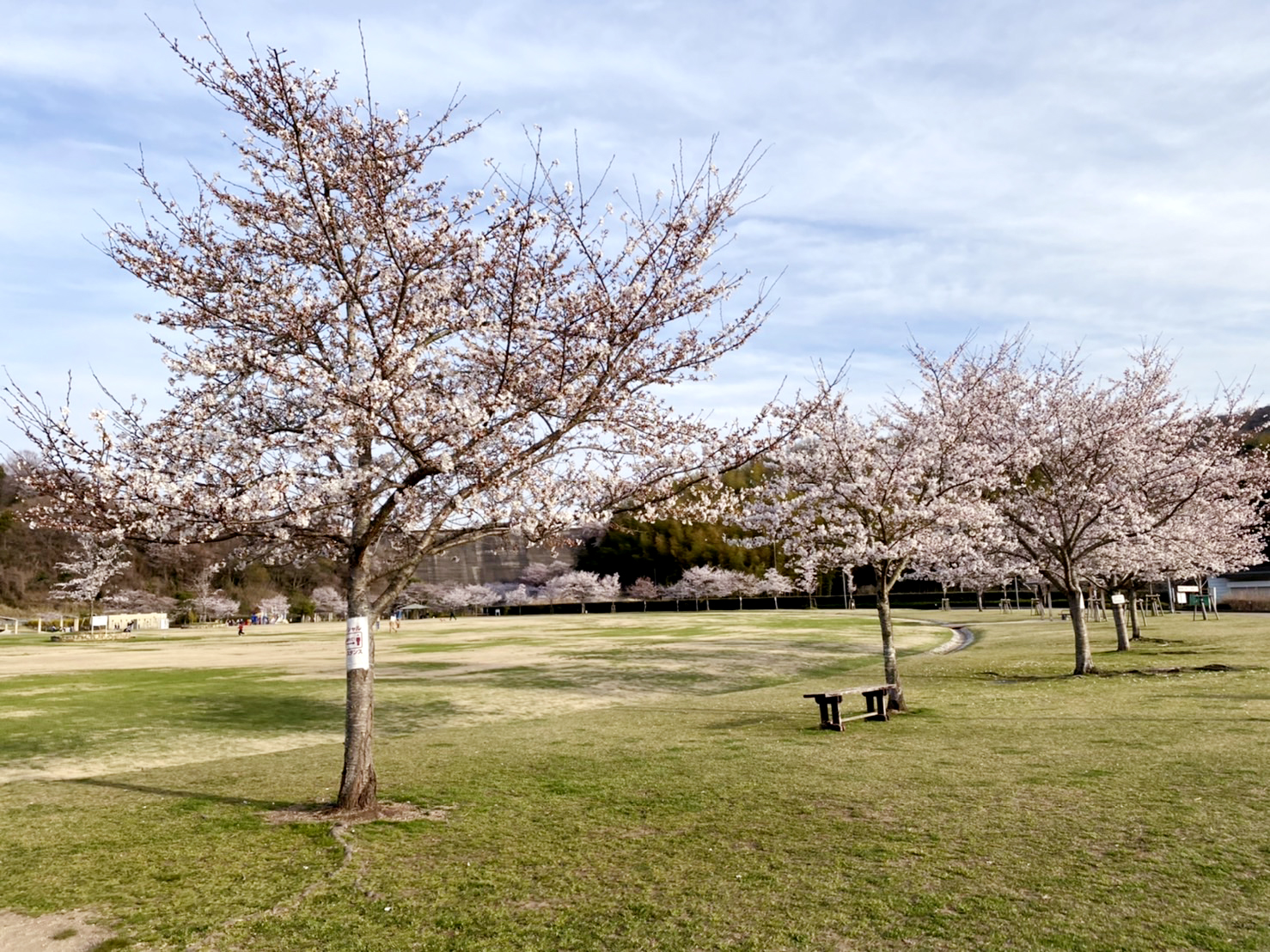 桜山公園