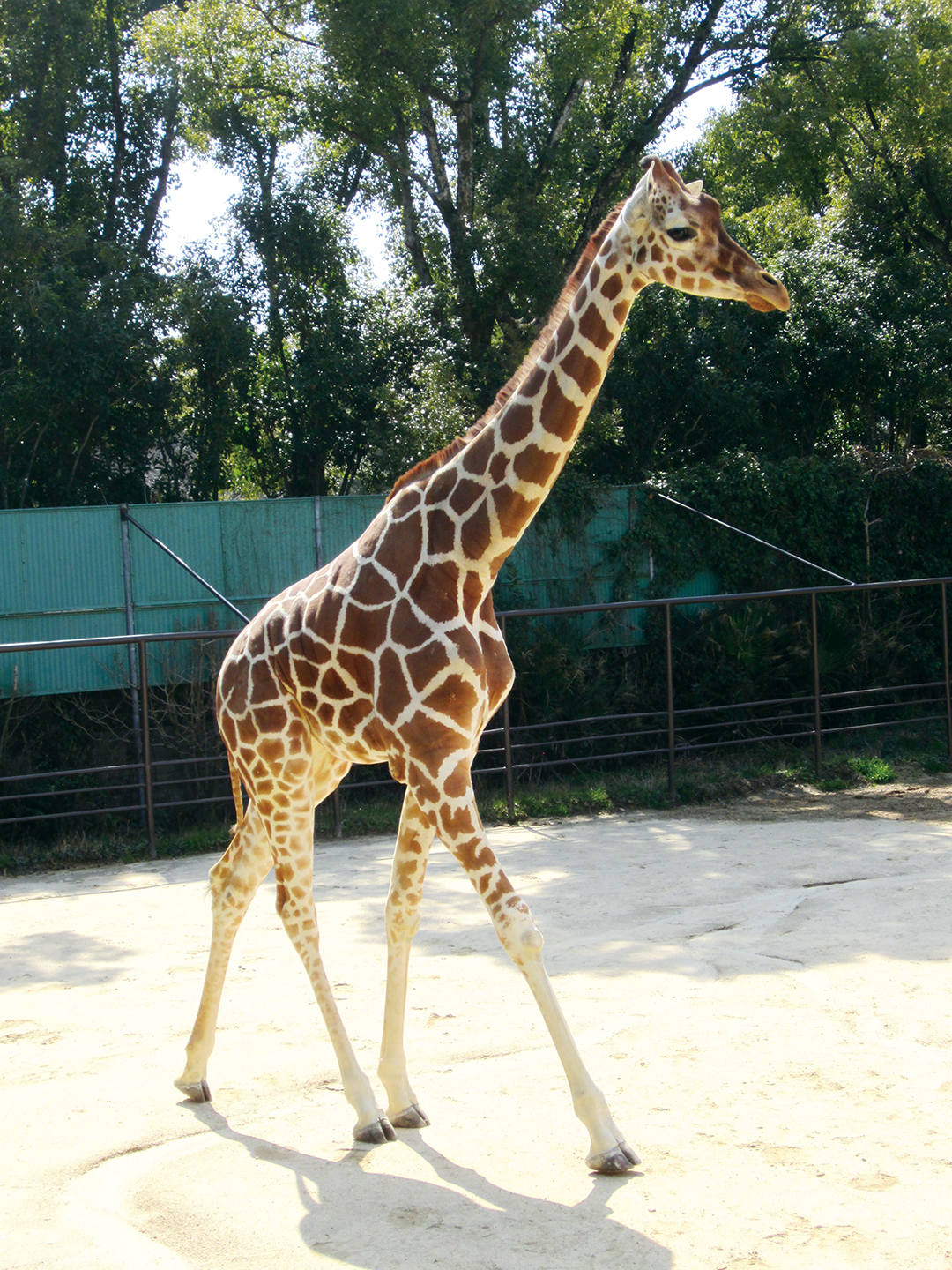 姫路市立動物園