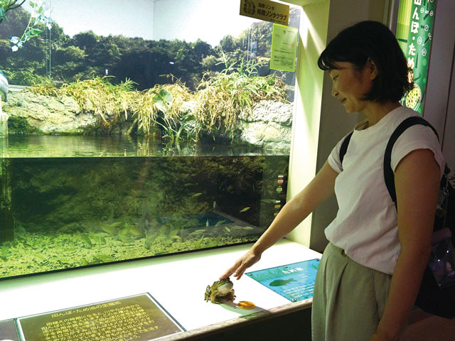 ため池の環境を再現した水槽