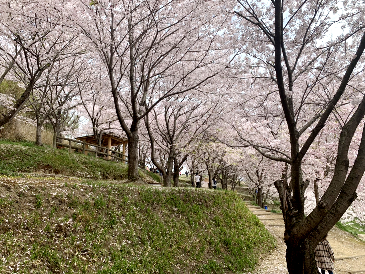 日笠山