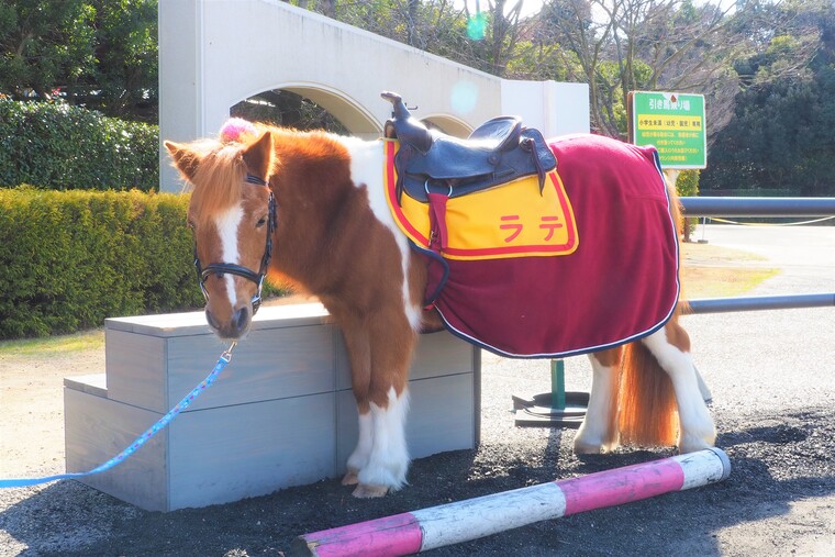 気軽に行ける♪【三木ホースランドパーク】かわいい馬とふれあって友達