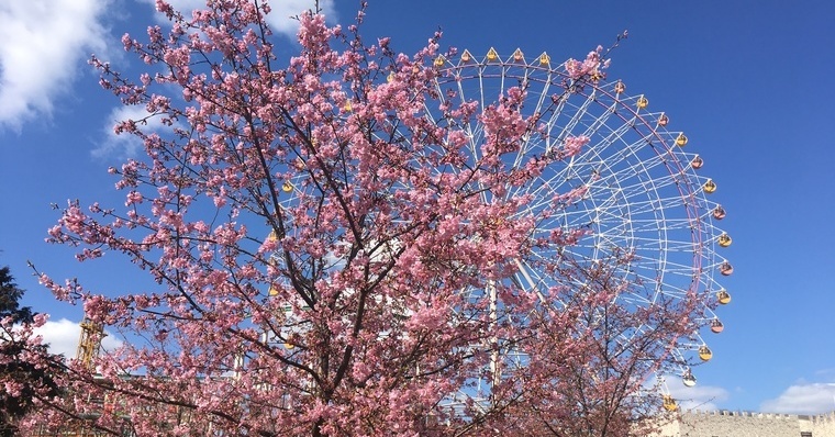 姫路セントラルパーク の河津桜がいま見ごろ 桜と動物のコラボ写真はいかが クルールはりま おでかけ