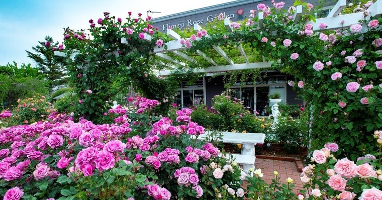 姫路ばら園 多品種のバラが楽しめる華やかスポット 園内の見ごろやイベント情報も