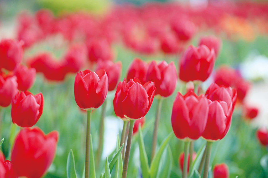 ガーデニングと家庭菜園で 花育 食育 クルールはりま